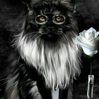 КОТЫ и котики